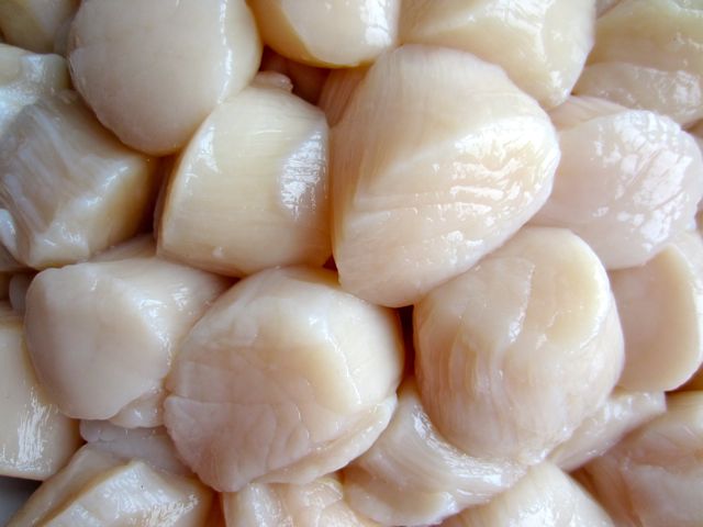 Conchuela (Scallops)