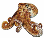 pulpo octopus mimus