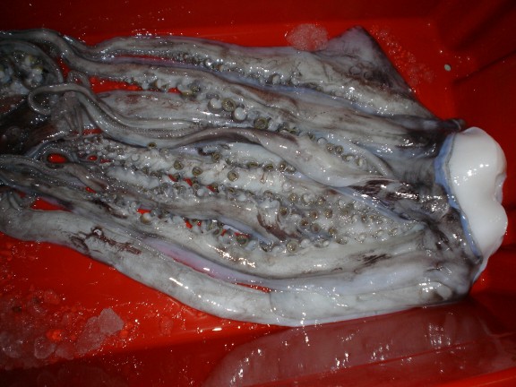Rejos Tentaculo de
                Pota (Jibia)